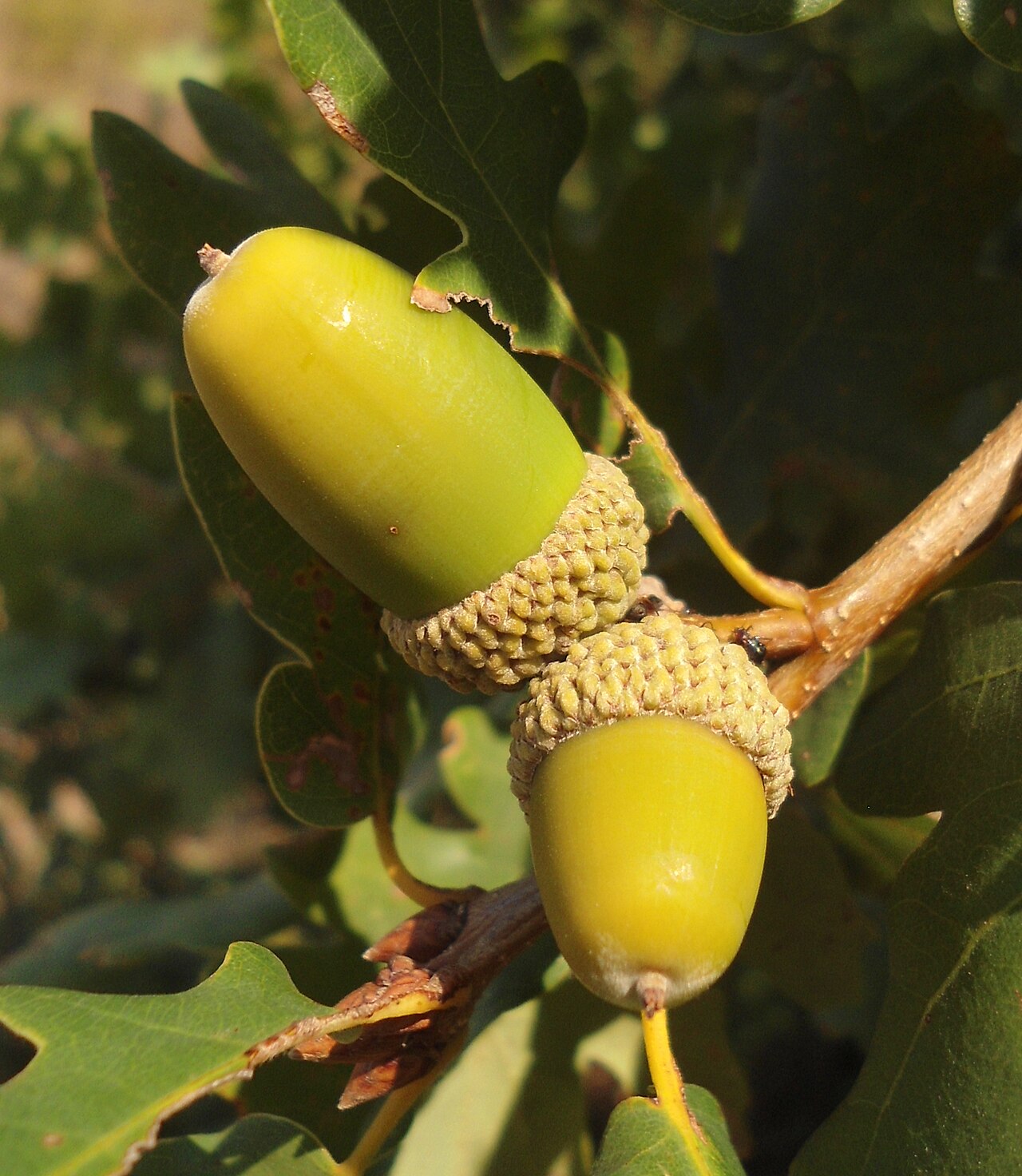 Quercus aurea: Acorns of Quercus dalechampii - young tree in its first year(s) of maturity. Twigs glabrous, leaves pubescent only on the lower surface. I will designate this p