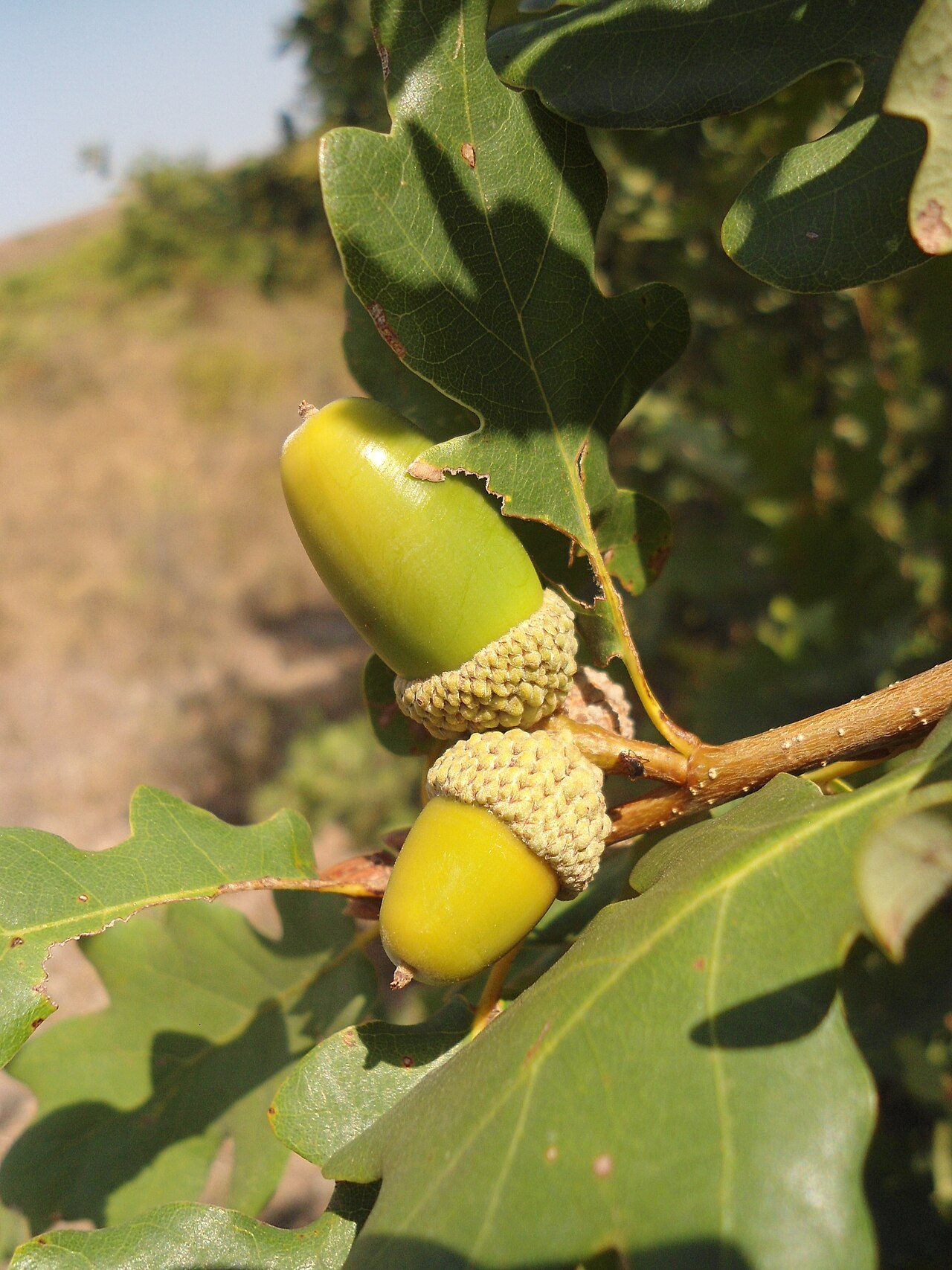 Quercus aurea: Quercus dalechampii , Southeastern Bulgaria.