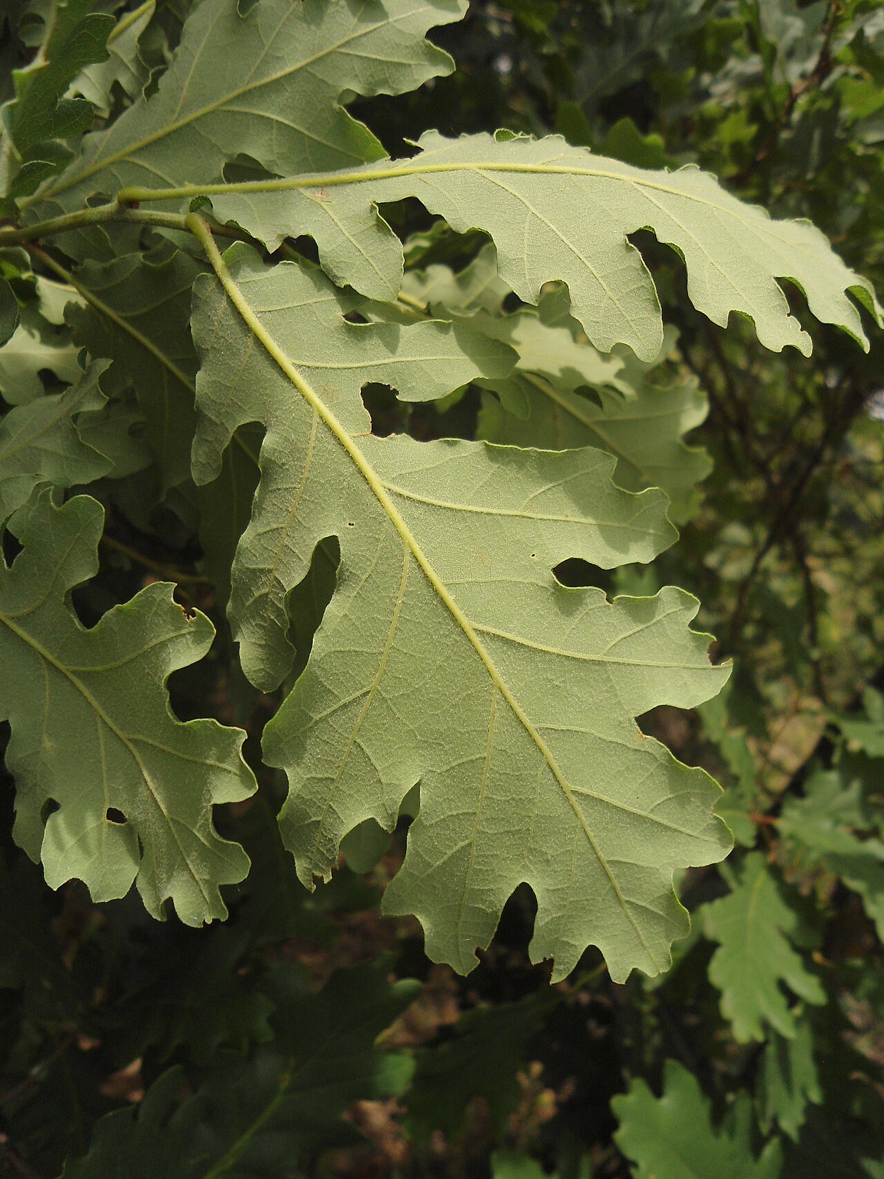 Quercus aurea: Quercus dalechampii , matching with Quercus aurea Wierzb. and "Var. B. Minor" of Tenore's description of the species, Southeastern Bulgaria.