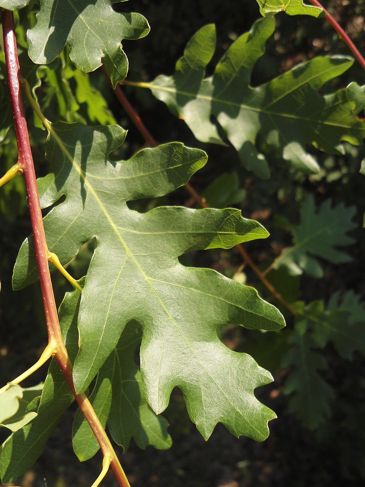 Quercus aurea: Twigs with leaves of Quercus dalechampii , Southeastern Bulgaria.