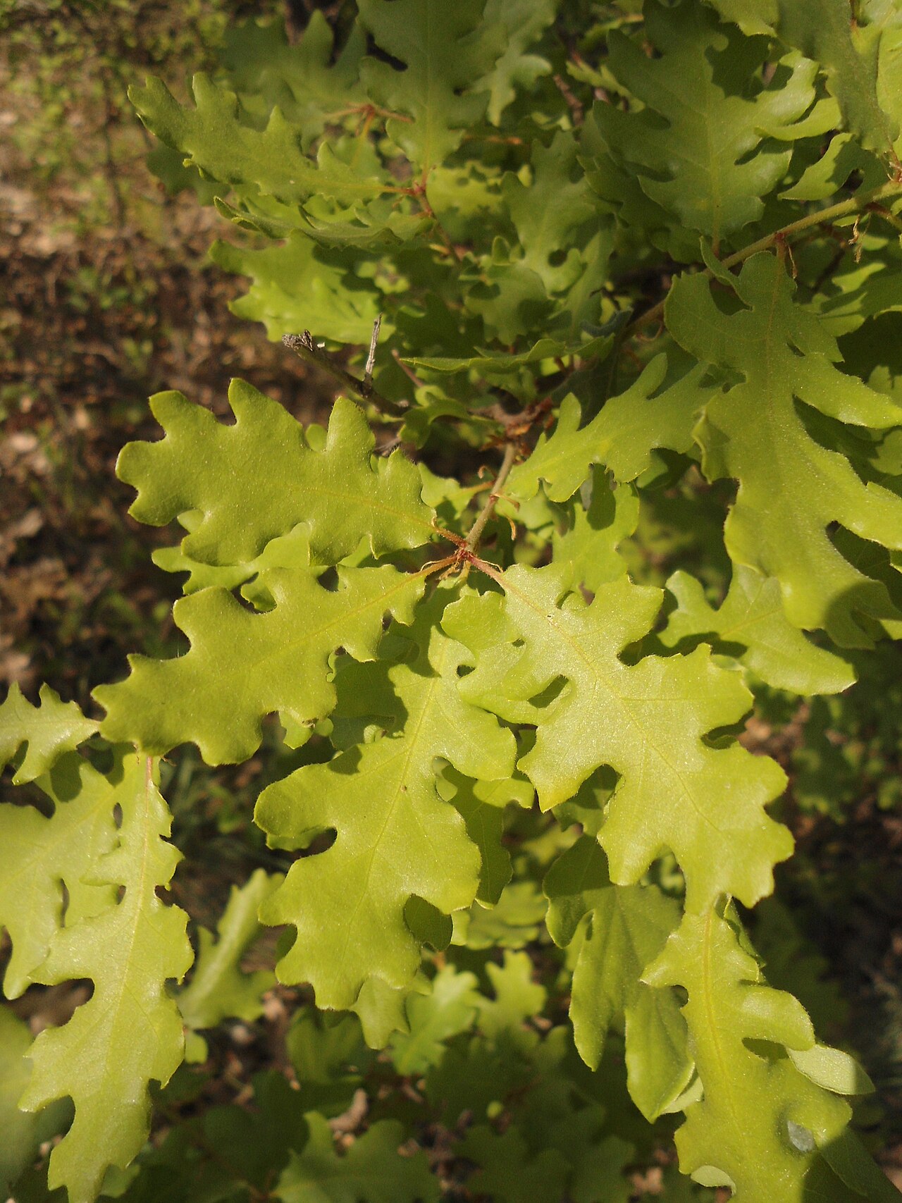 Quercus aurea: Quercus dalechampii – leaves of young tree, Southeastern Bulgaria. Leaves and twigs virtually glabrous (except sparse, temporary cover of single hairs early in