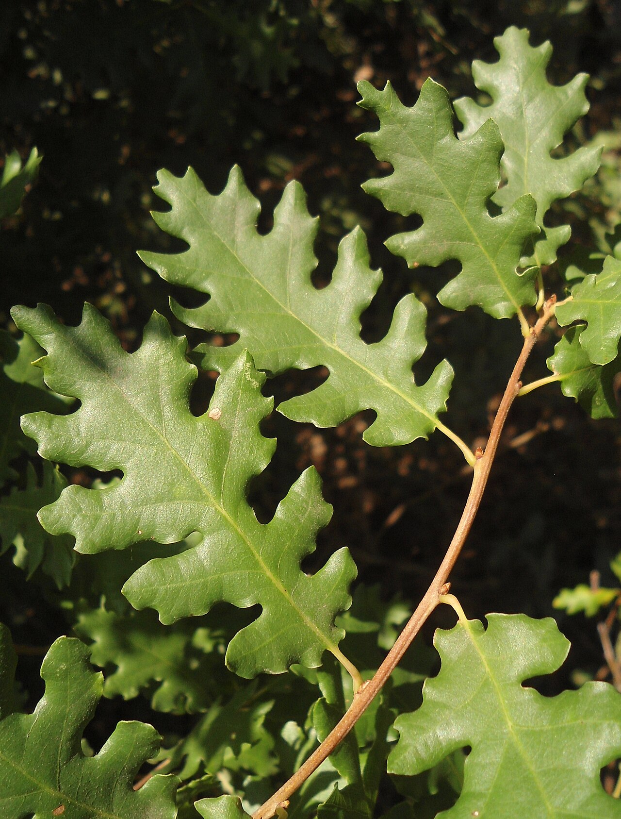 Quercus aurea: Quercus dalechampii as Quercus aurea Wierzb., Southeastern Bulgaria.
