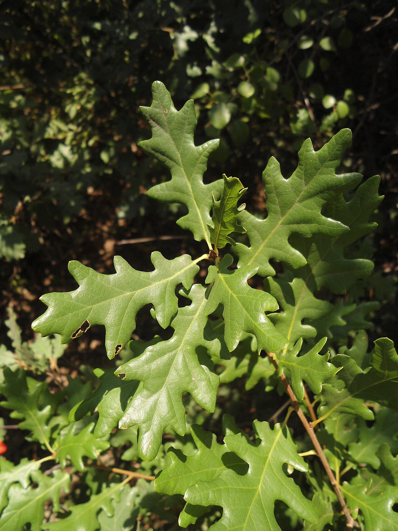 Quercus aurea: Quercus dalechampii , Southeastern Bulgaria. I suspect this is the main type, or close to the morphological core of this species.