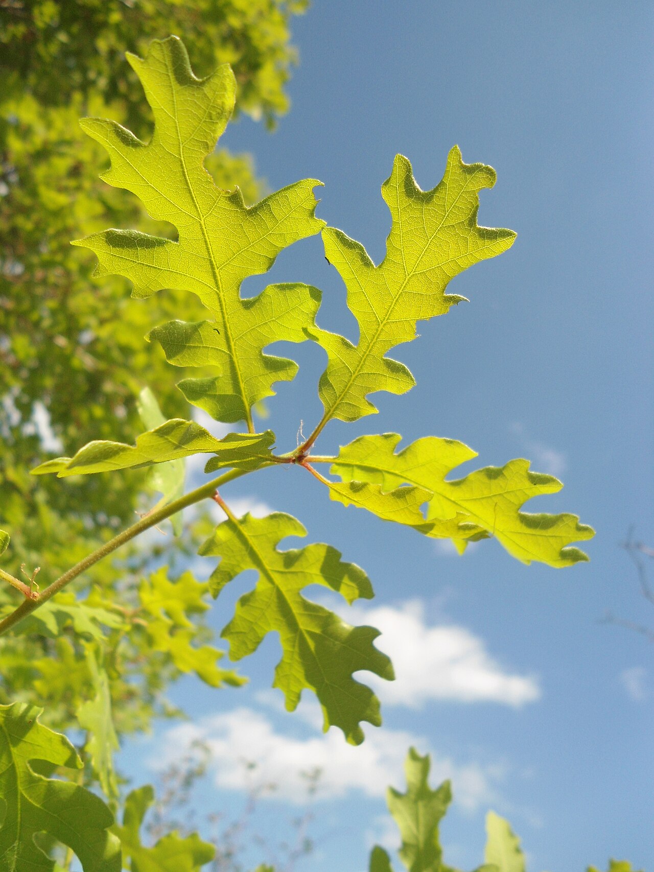 Quercus aurea: Quercus dalechampii – leaves of young tree, Southeastern Bulgaria. Leaves and twigs virtually glabrous (except sparse, temporary cover of single hairs early in