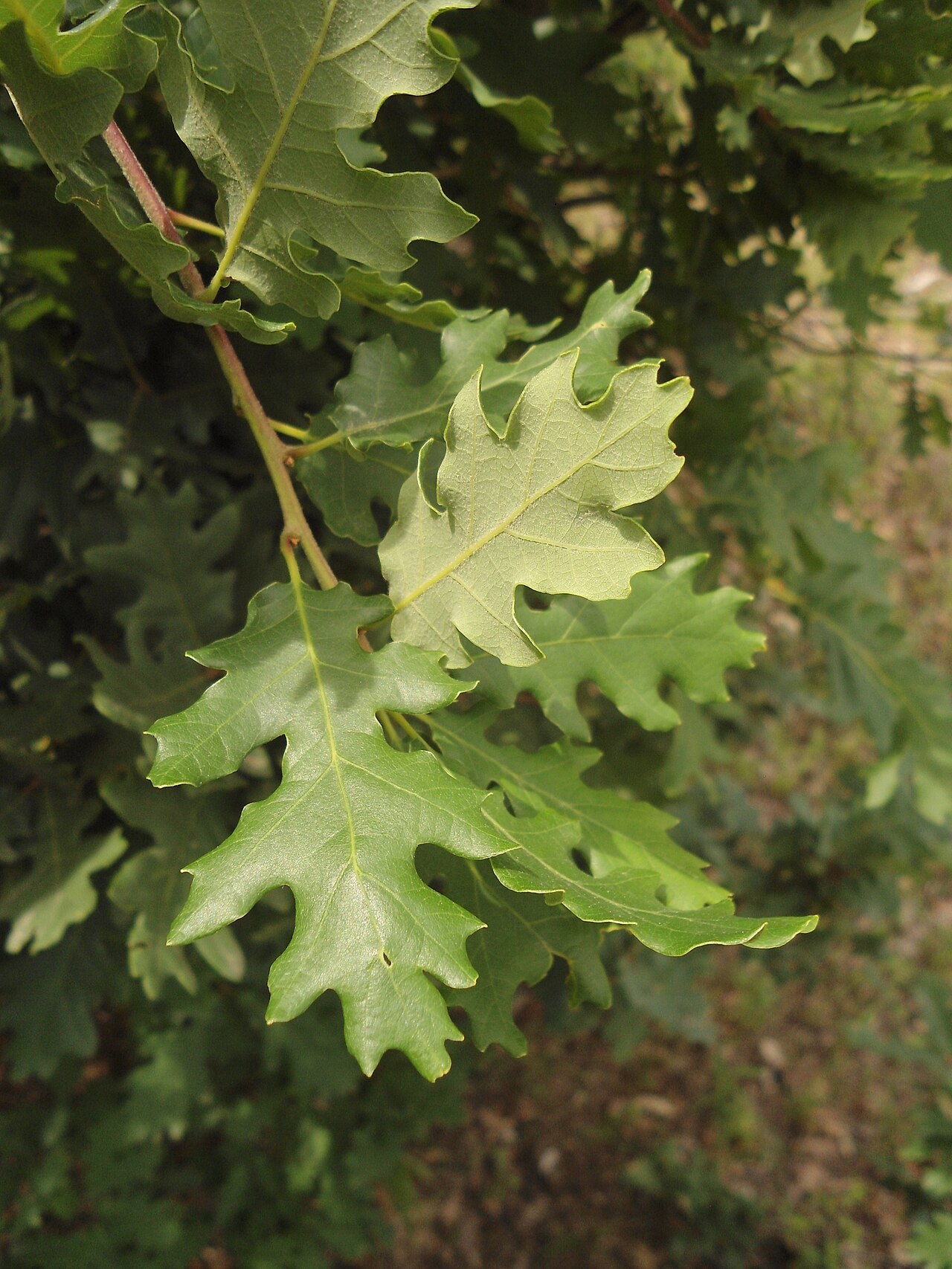 Quercus aurea: Quercus dalechampii as Quercus aurea Wierzb., Southeastern Bulgaria.