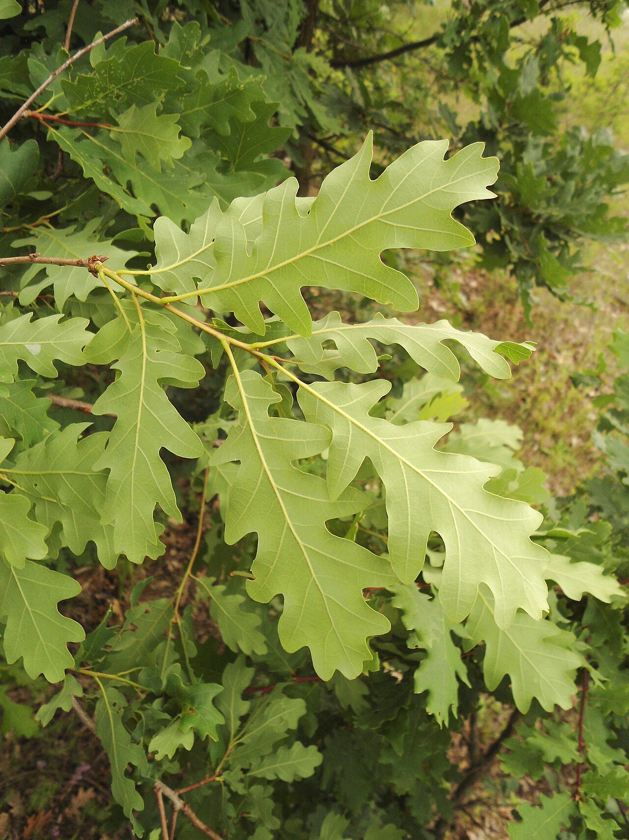 Quercus aurea: Twigs with leaves of Quercus dalechampii , Southeastern Bulgaria.
