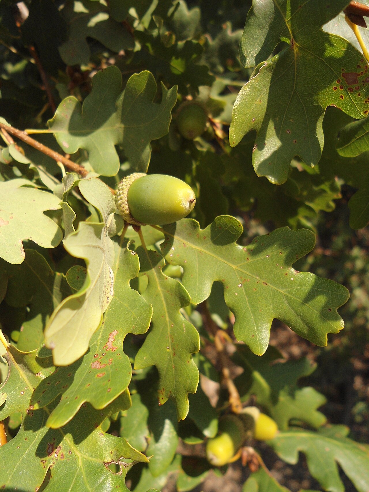 Quercus aurea: Quercus dalechampii , Southeastern Bulgaria.