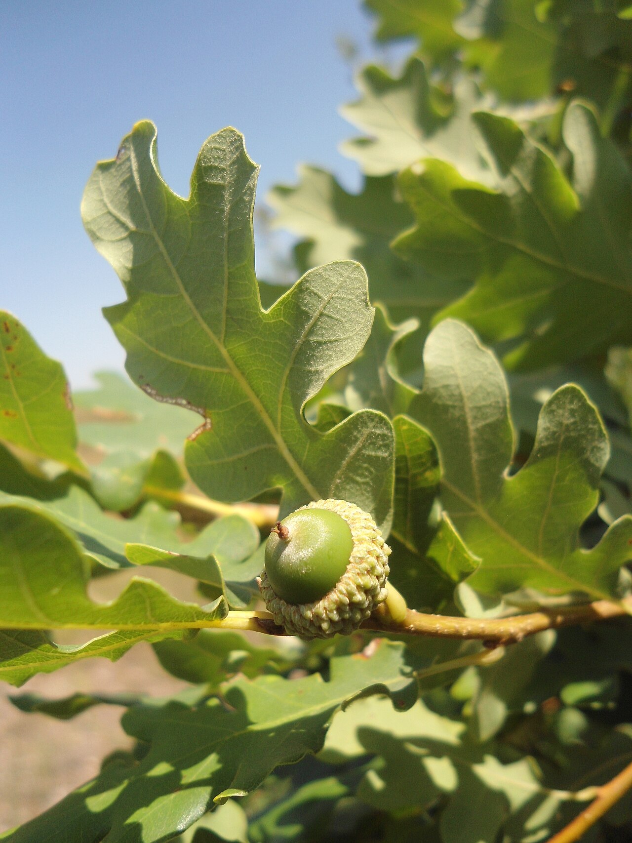 Quercus aurea: Quercus dalechampii , Southeastern Bulgaria.