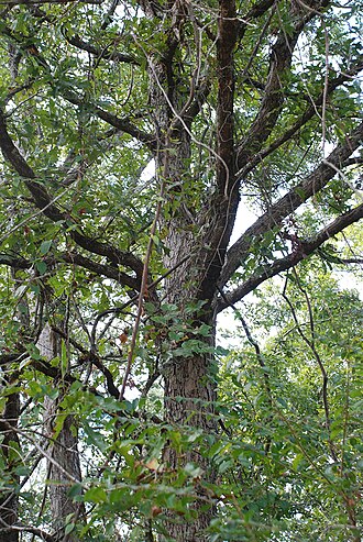 Bastard white oak: Bluff Oak