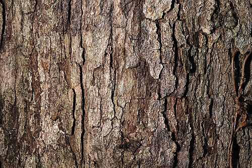 Bastard white oak: Bluff Oak