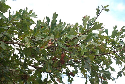 Bastard white oak: Bluff Oak