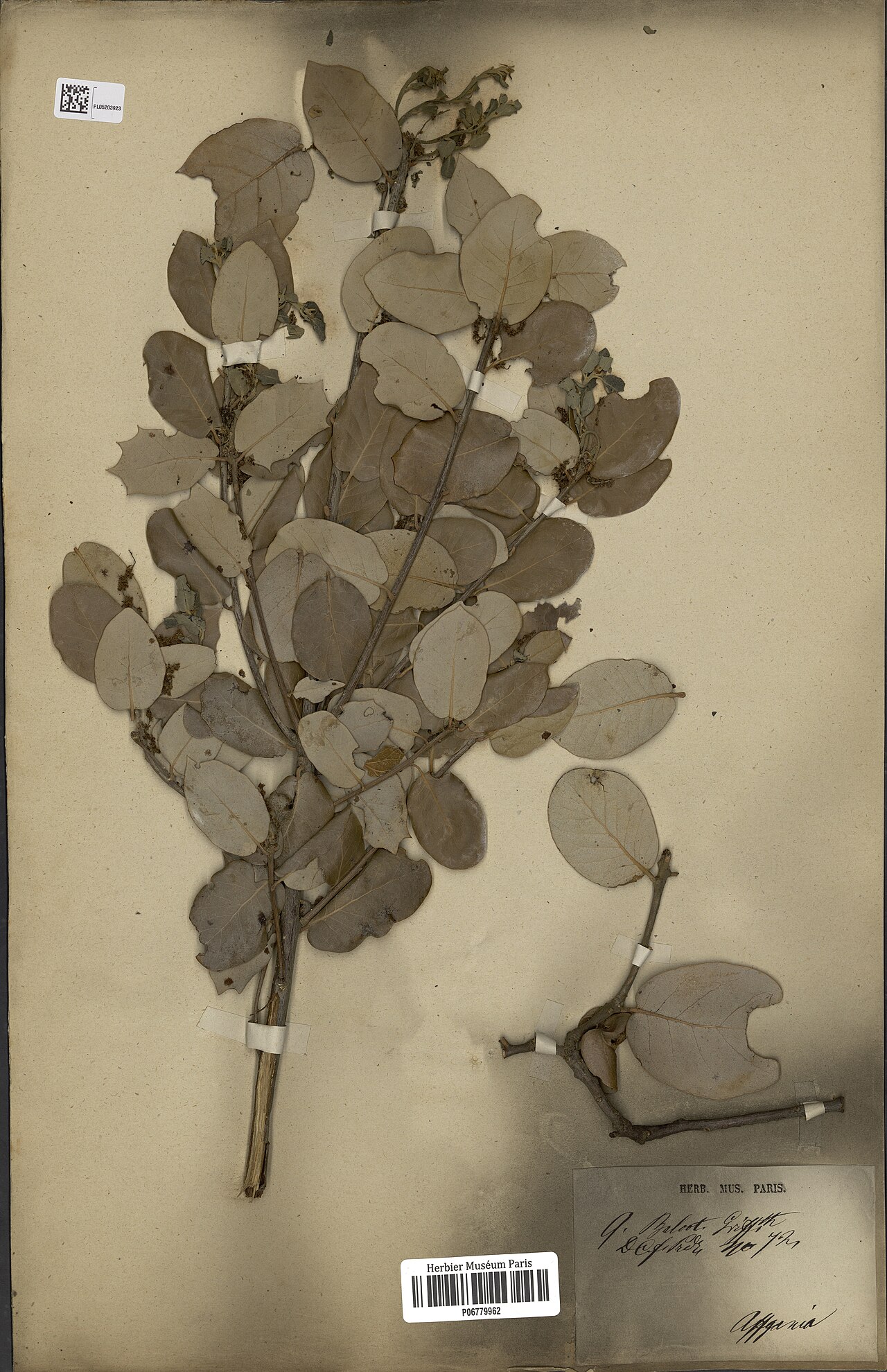 Quercus baloot: Quercus baloot