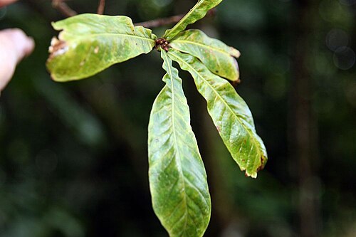 Quercus benthamii: Location taken: Wilson Botanical Garden, Las Cruces Biological Station, Costa Rica. Names: Quercus benthamii A.DC. Classification: Plantae > Magnoliophyta > Mag