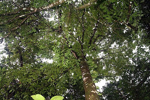 Quercus benthamii: Location taken: Wilson Botanical Garden, Las Cruces Biological Station, Costa Rica. Names: Quercus benthamii A.DC. Classification: Plantae > Magnoliophyta > Mag