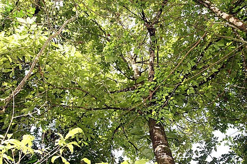 Quercus benthamii: Location taken: Wilson Botanical Garden, Las Cruces Biological Station, Costa Rica. Names: Quercus benthamii A.DC. Classification: Plantae > Magnoliophyta > Mag