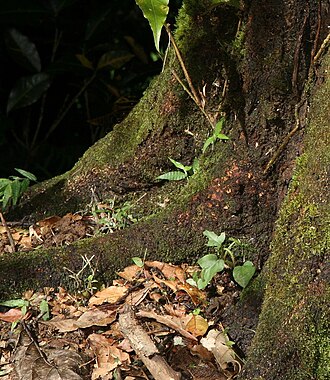 Quercus benthamii: Location taken: Wilson Botanical Garden, Las Cruces Biological Station, Costa Rica. Names: Quercus benthamii A.DC. Classification: Plantae > Magnoliophyta > Mag