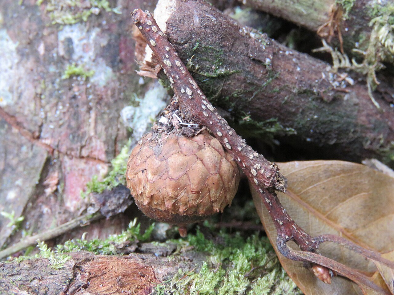 Quercus benthamii: Quercus benthamii in Mexico