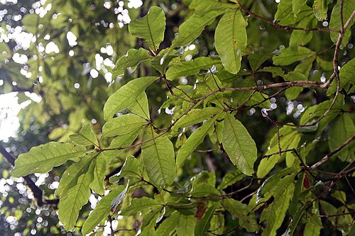 Quercus benthamii: Location taken: Wilson Botanical Garden, Las Cruces Biological Station, Costa Rica. Names: Quercus benthamii A.DC. Classification: Plantae > Magnoliophyta > Mag