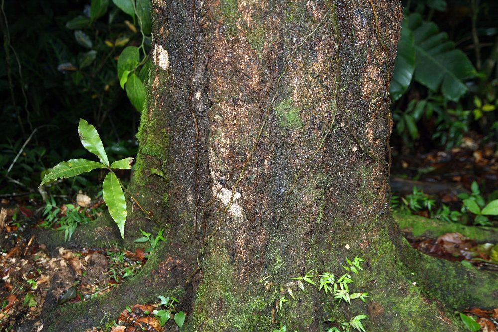 Quercus benthamii: Location taken: Wilson Botanical Garden, Las Cruces Biological Station, Costa Rica. Names: Quercus benthamii A.DC. Classification: Plantae > Magnoliophyta > Mag