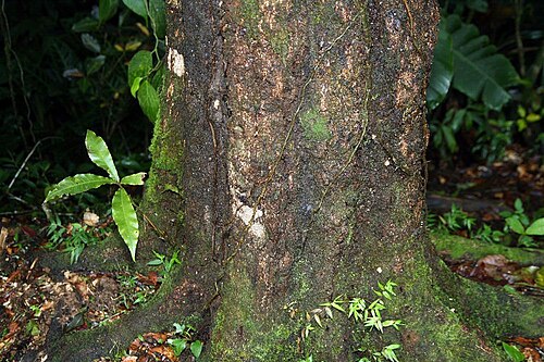 Quercus benthamii: Location taken: Wilson Botanical Garden, Las Cruces Biological Station, Costa Rica. Names: Quercus benthamii A.DC. Classification: Plantae > Magnoliophyta > Mag
