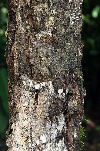 Quercus benthamii: Location taken: Wilson Botanical Garden, Las Cruces Biological Station, Costa Rica. Names: Quercus benthamii A.DC. Classification: Plantae > Magnoliophyta > Mag