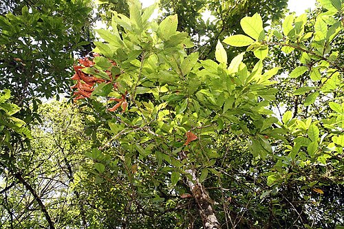 Quercus benthamii: Location taken: Wilson Botanical Garden, Las Cruces Biological Station, Costa Rica. Names: Quercus benthamii A.DC. Classification: Plantae > Magnoliophyta > Mag