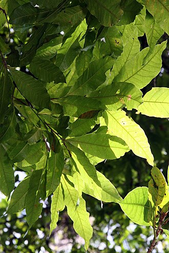 Quercus benthamii: Location taken: Wilson Botanical Garden, Las Cruces Biological Station, Costa Rica. Names: Quercus benthamii A.DC. Classification: Plantae > Magnoliophyta > Mag