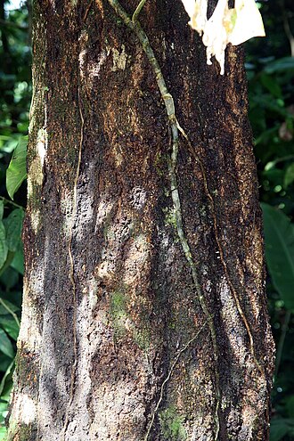 Quercus benthamii: Location taken: Wilson Botanical Garden, Las Cruces Biological Station, Costa Rica. Names: Quercus benthamii A.DC. Classification: Plantae > Magnoliophyta > Mag