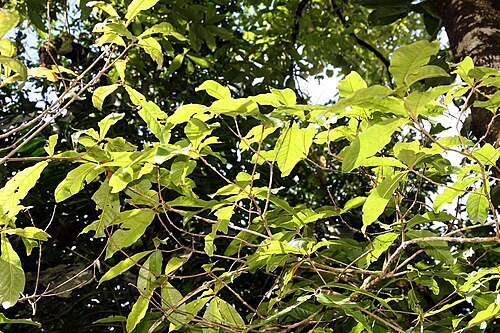 Quercus benthamii: Location taken: Wilson Botanical Garden, Las Cruces Biological Station, Costa Rica. Names: Quercus benthamii A.DC. Classification: Plantae > Magnoliophyta > Mag