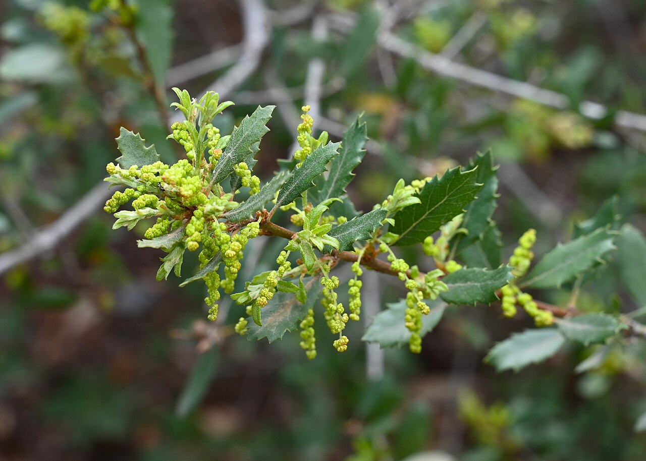 California scrub oak: Quercus berberidifolia in Jardín Botánico La Concepción