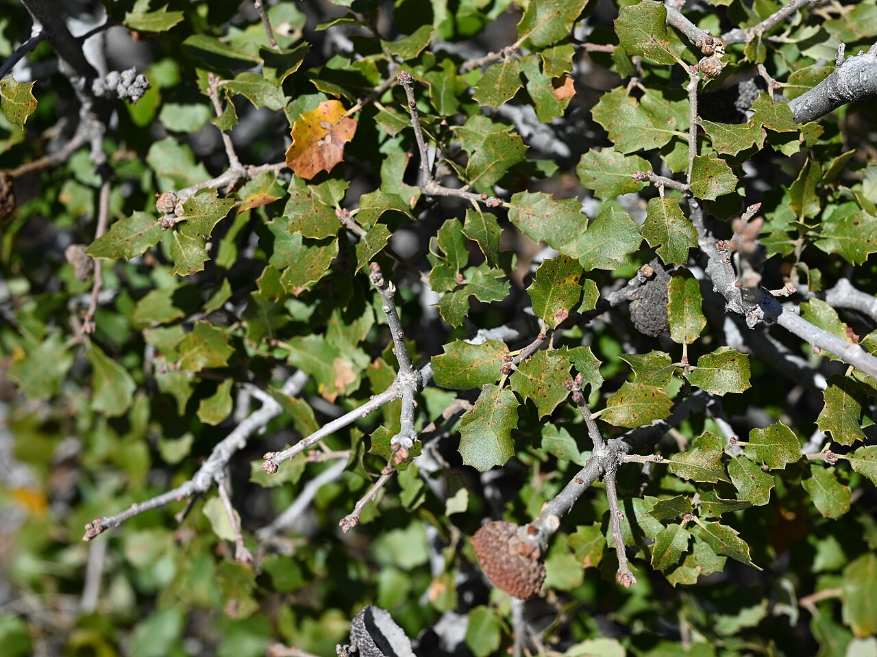 California scrub oak: Quercus berberidifolia in Andrade Corner, California