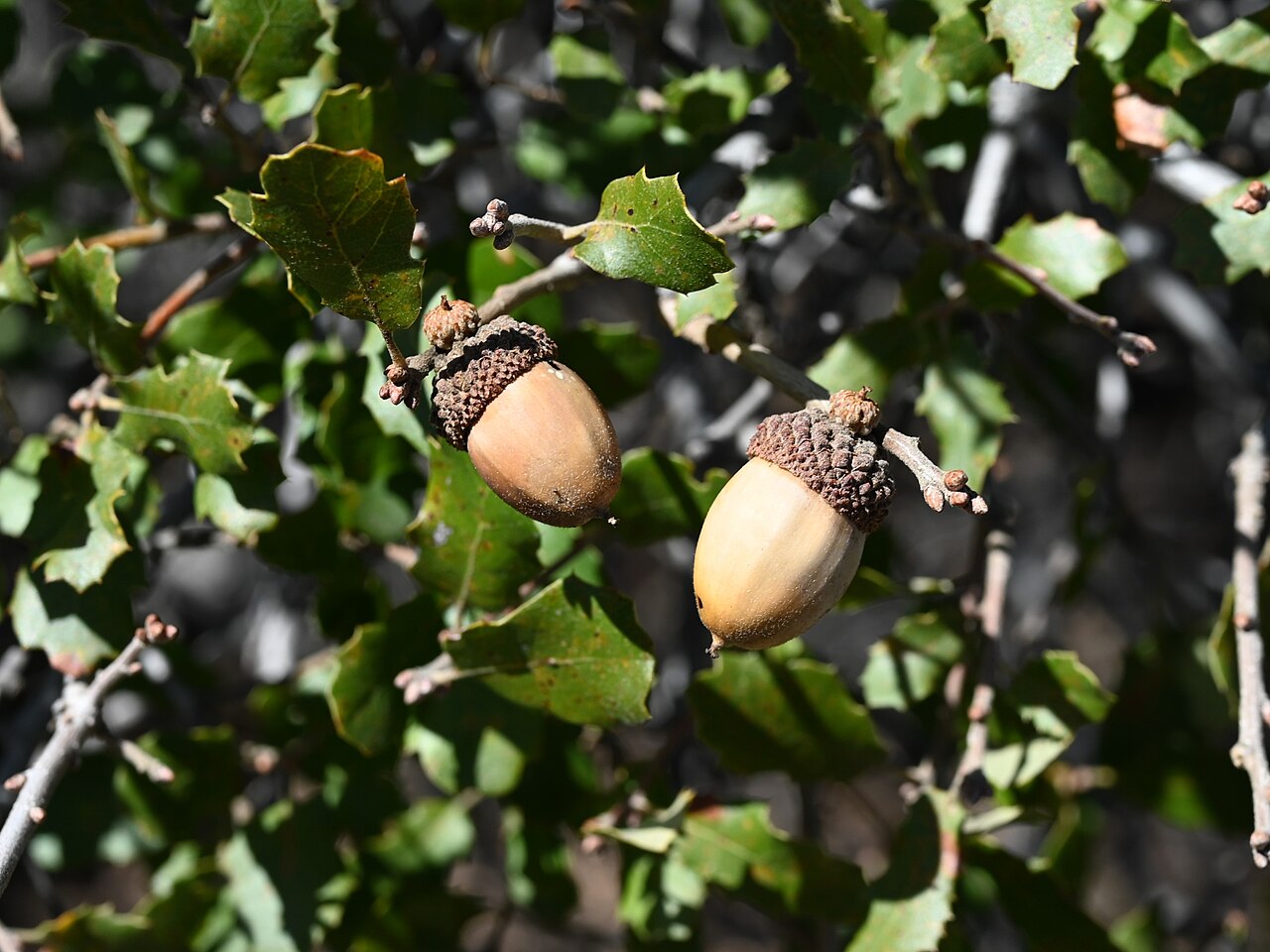 California scrub oak: Quercus berberidifolia in Andrade Corner, California