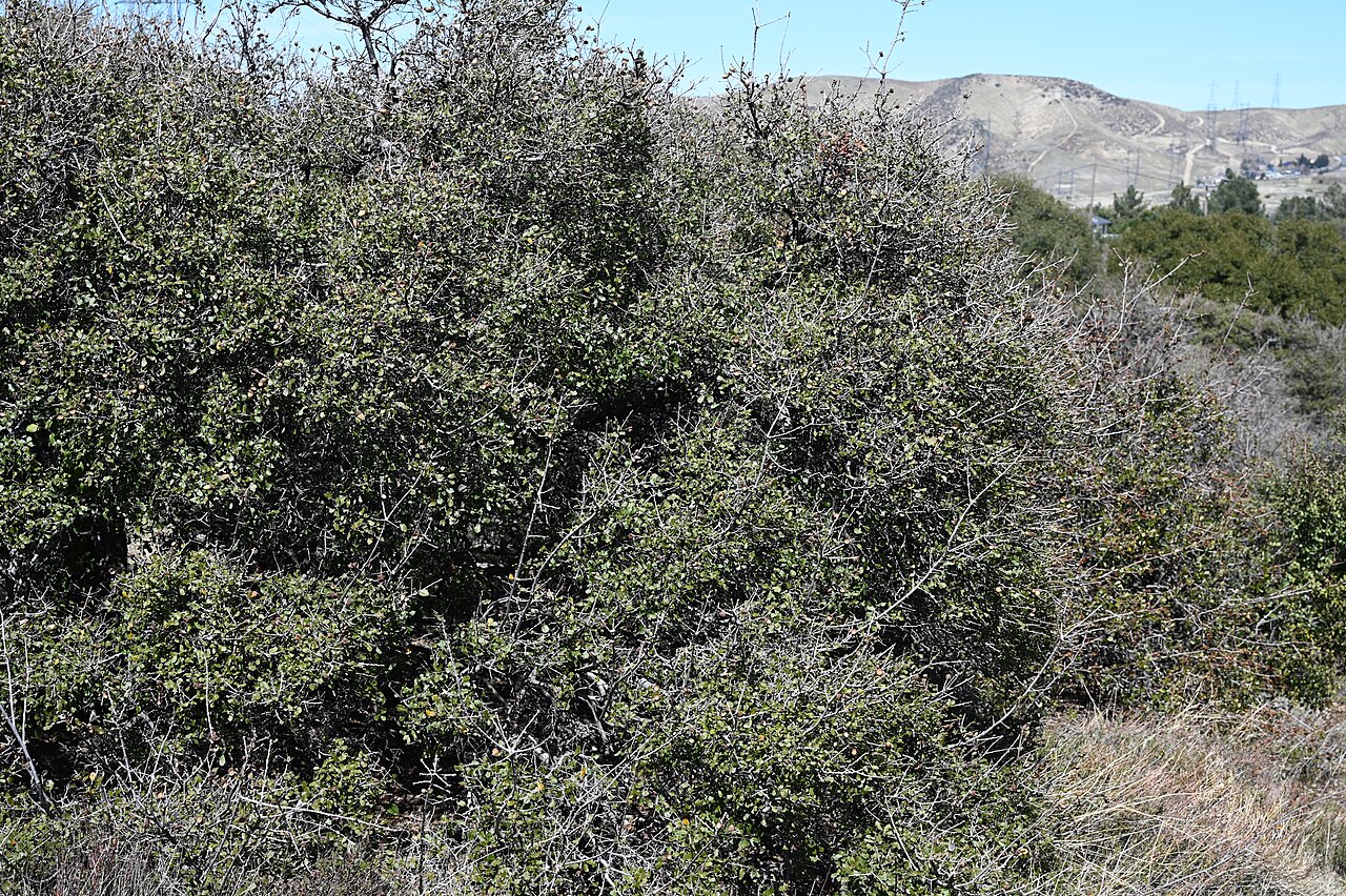 California scrub oak: Quercus berberidifolia in Andrade Corner, California