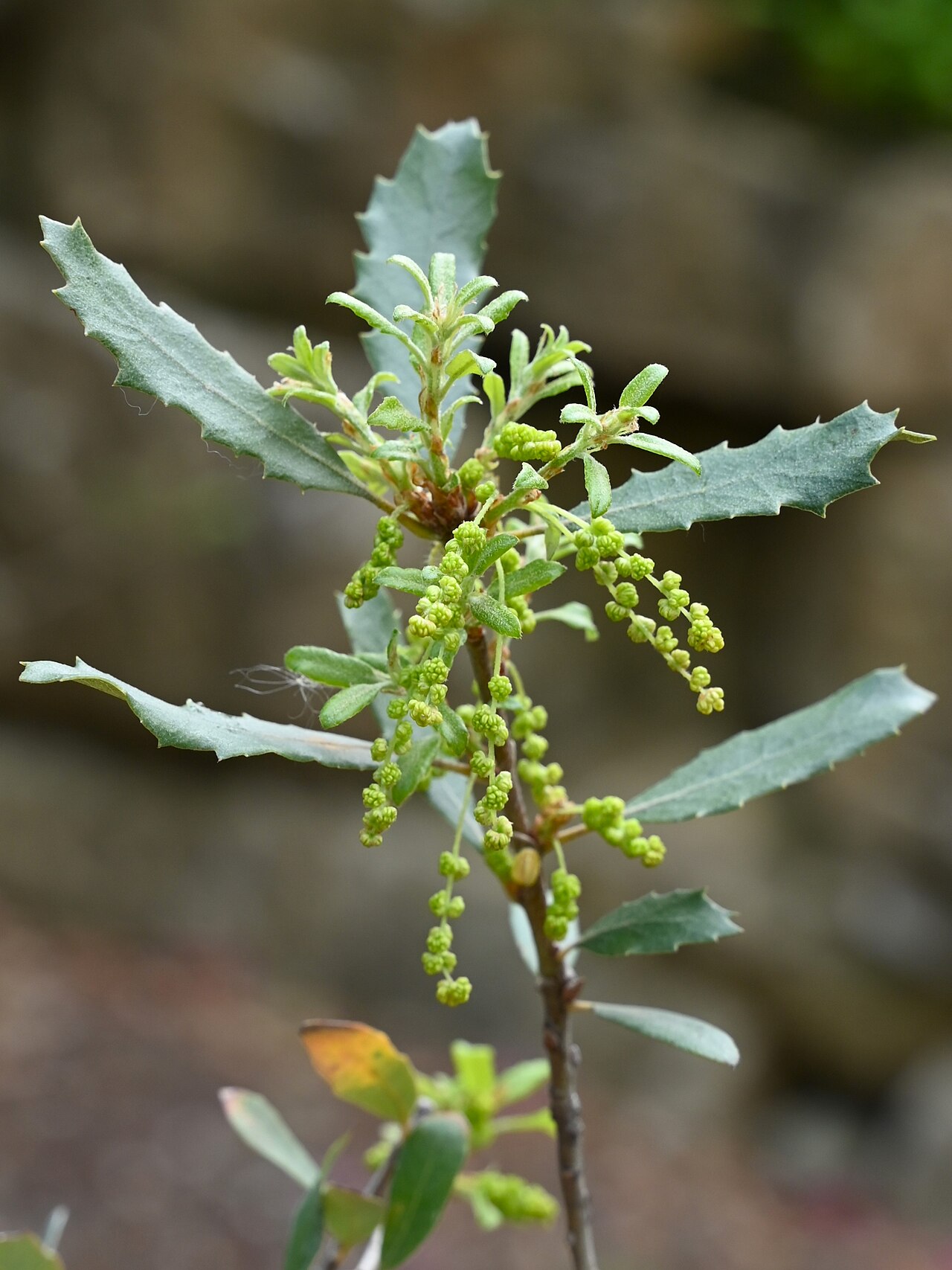 California scrub oak: Quercus berberidifolia in Jardín Botánico La Concepción