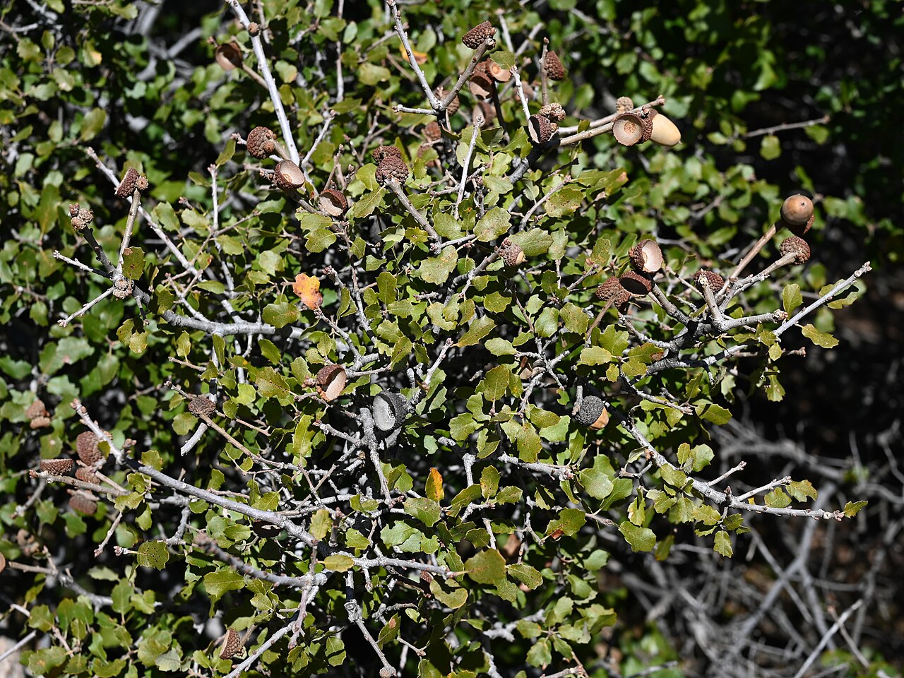 California scrub oak: Quercus berberidifolia in Andrade Corner, California