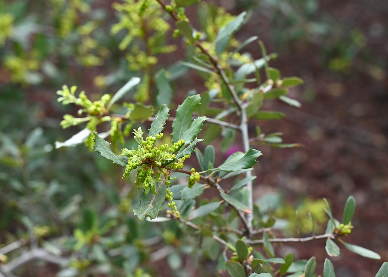 California scrub oak: Quercus berberidifolia in Jardín Botánico La Concepción