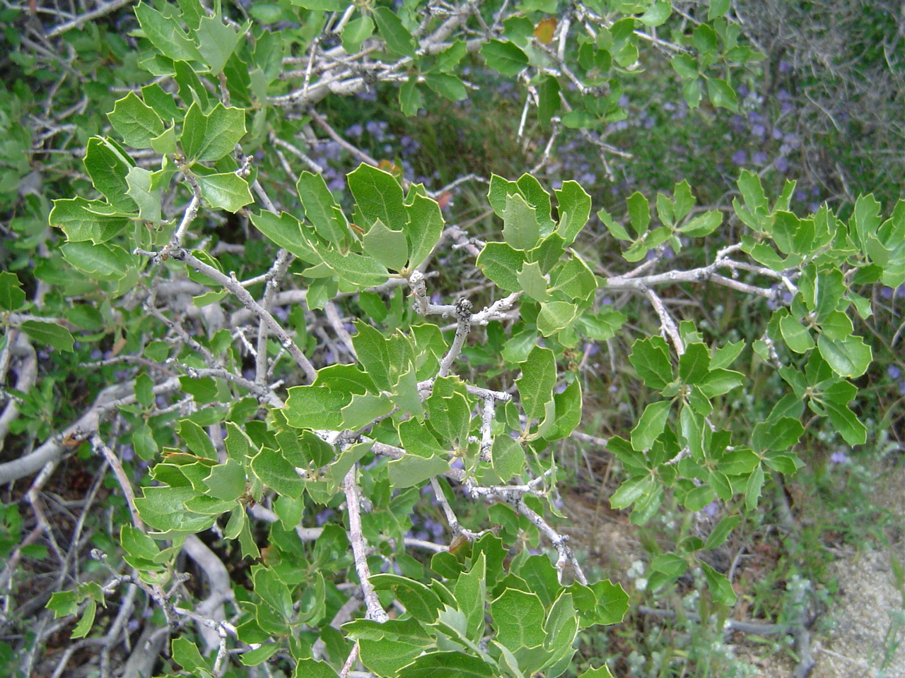 California scrub oak: A California Scrub Oak — Quercus berberidifolia . Found on the leeward side of the San Jacinto Mountains , Riverside County, California.