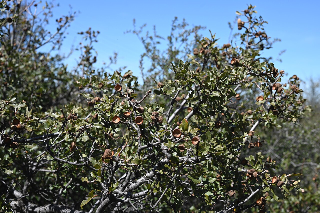 California scrub oak: Quercus berberidifolia in Andrade Corner, California