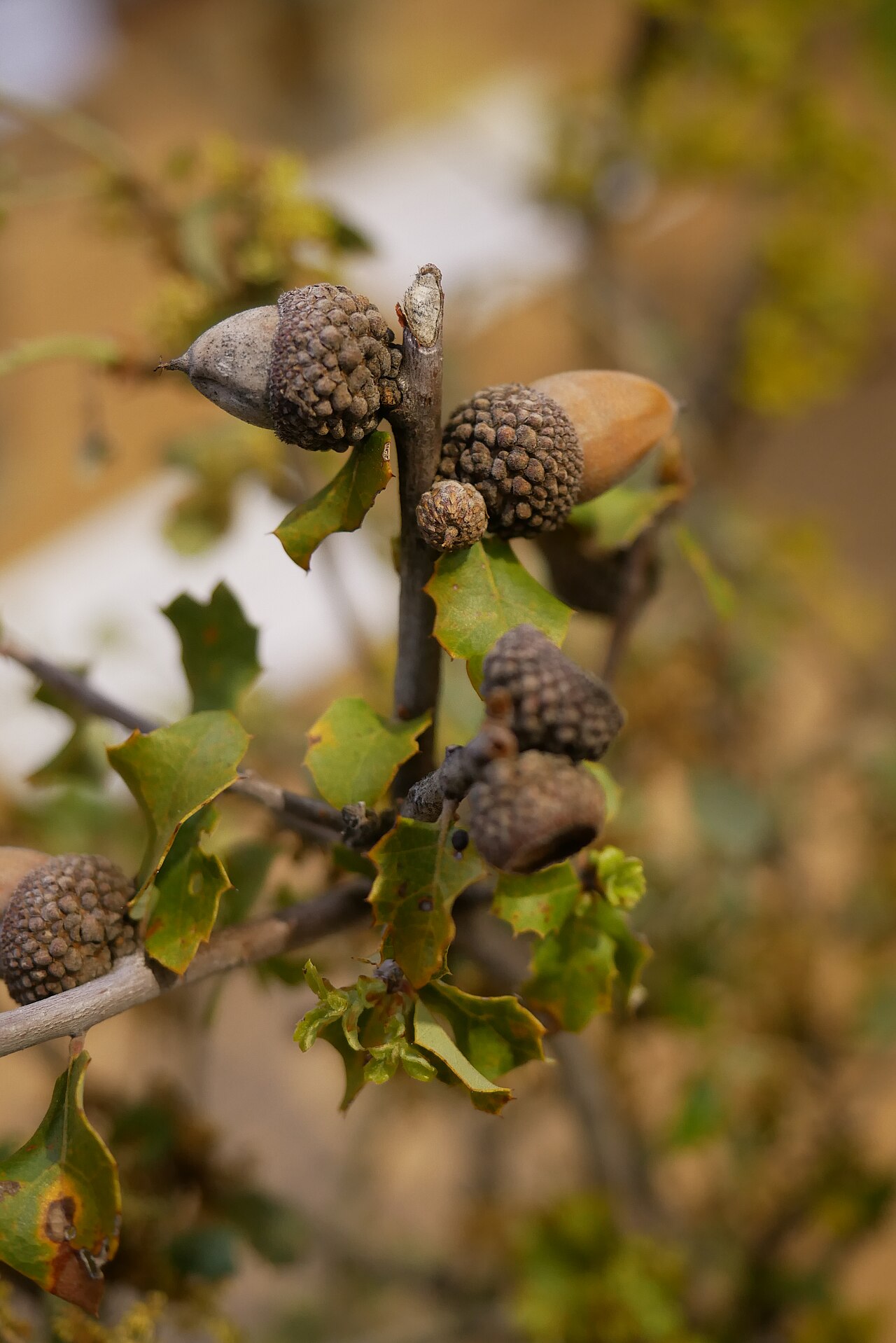 California scrub oak: Fagaceae Scruboak Quercus berberidifolia