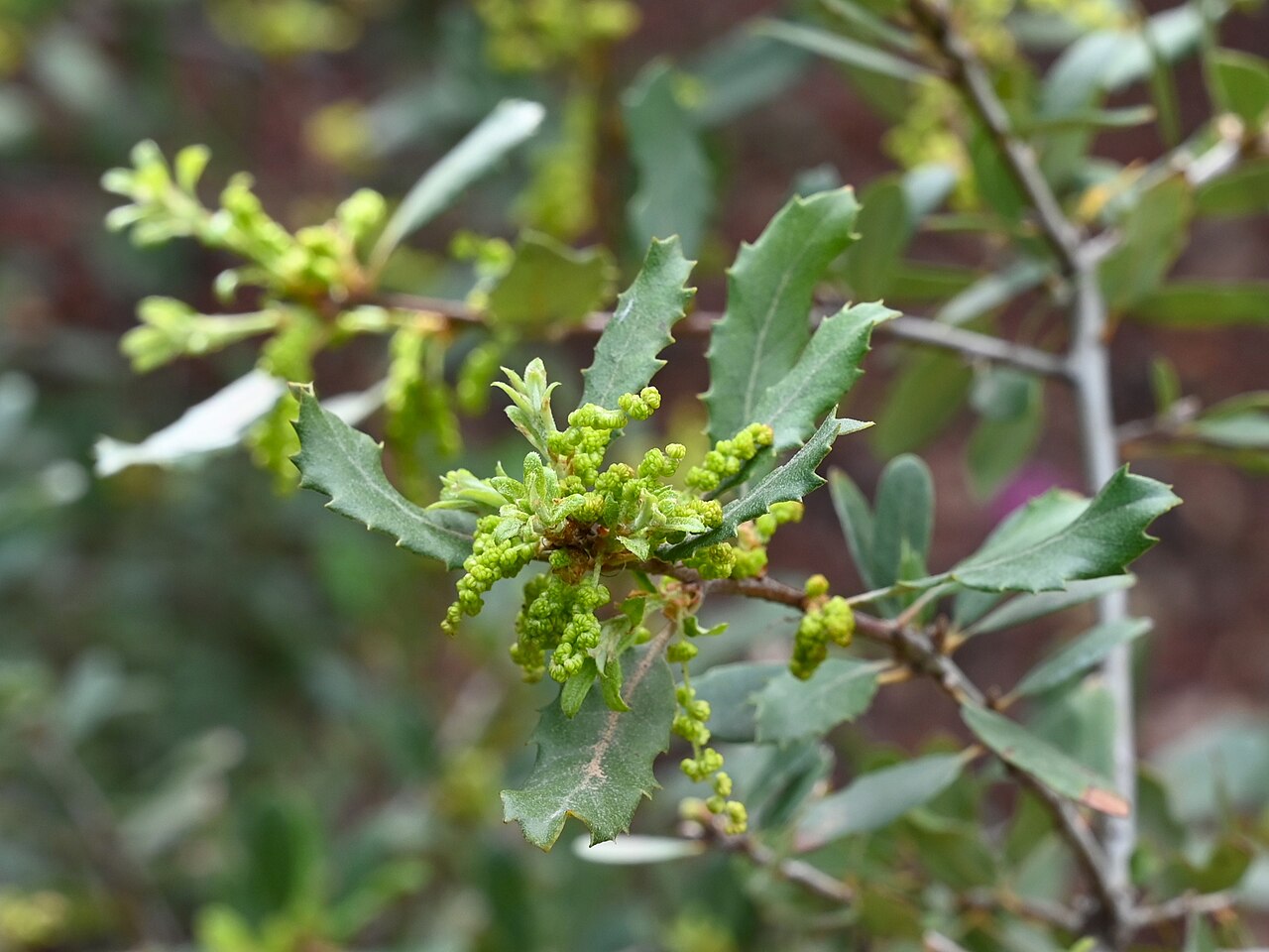 California scrub oak: Quercus berberidifolia in Jardín Botánico La Concepción