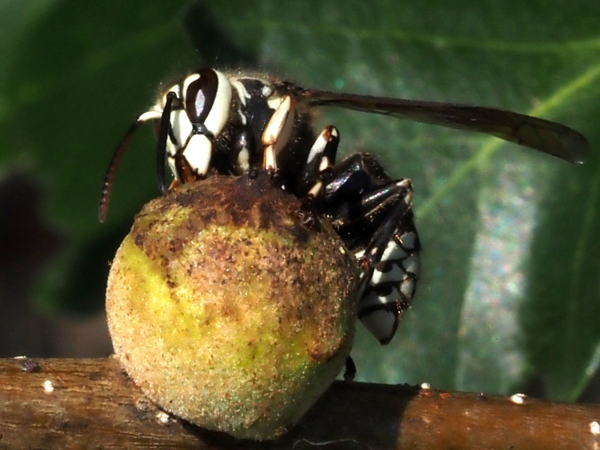 Swamp white oak: A bald-faced hornet sips nectar from the gall of a female oak rough bulletgall wasp larva, on a swamp white oak tree. Naperville, Illinois , USA