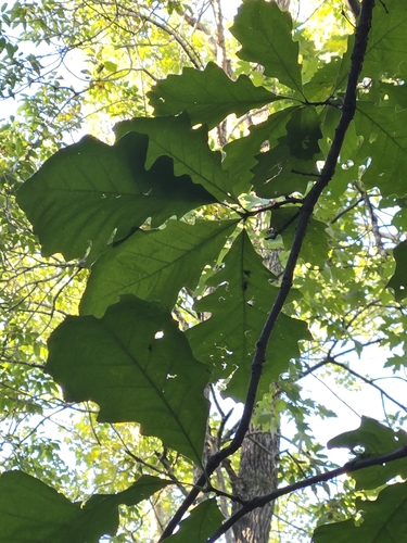 Swamp white oak (Quercus bicolor)