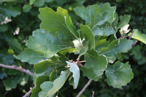 Swamp white oak (Quercus bicolor)