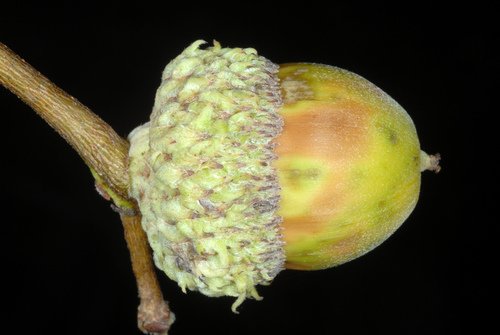 Swamp white oak (Quercus bicolor)