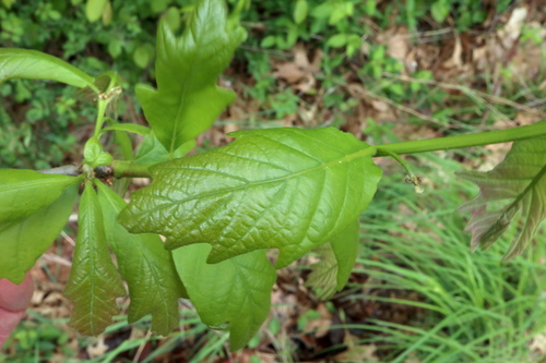 Swamp white oak (Quercus bicolor)