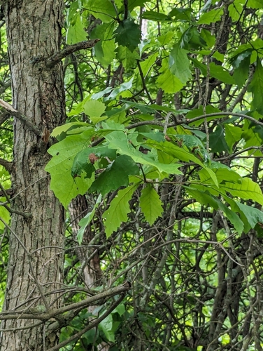 Swamp white oak (Quercus bicolor)