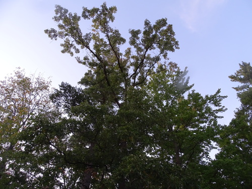 Swamp white oak (Quercus bicolor)