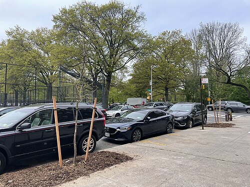Swamp white oak: new trees quercus bicolor Parade Place Brooklyn NYC
