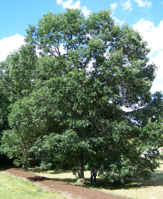 Swamp white oak: Swamp White Oak tree, Quercus bicolor . Morton Arboretum acc. 71-69-2.