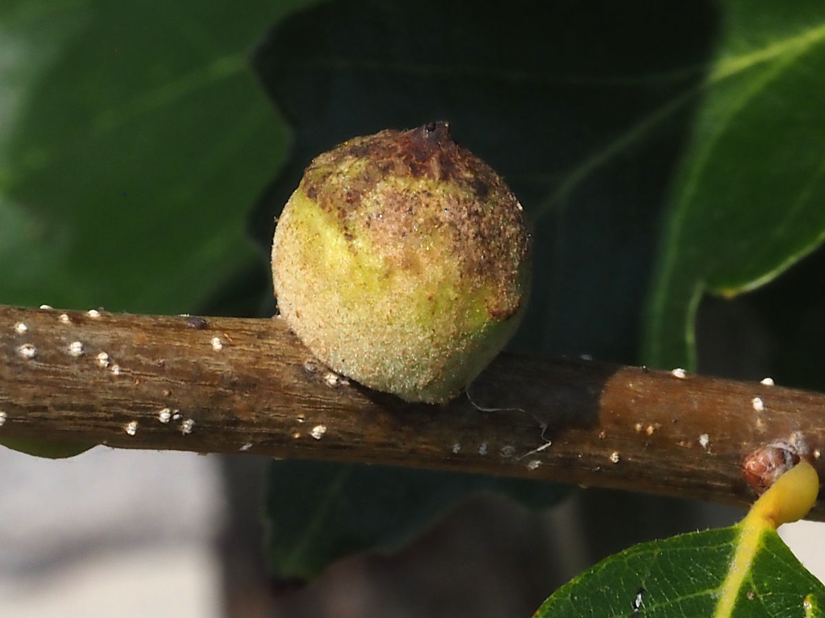 Swamp white oak: Gall of a female oak rough bulletgall wasp larva, on a swamp white oak tree. Naperville , USA